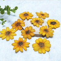 60pcs Pressed Dried Orange Zinnia elegans Jacq. Flower Plant Herbarium Craft DIY Postcard Invitation Card Making Accessories