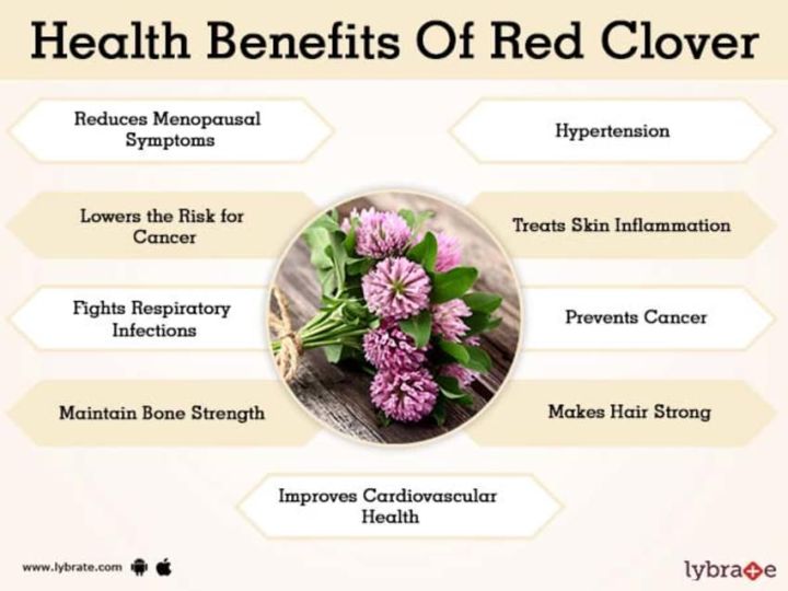 สมุนไพร-เรด-โคลเวอร์-red-clover-blossom-herb-400-mg-100-vegetarian-capsules-natures-way