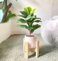 ไทรใบสัก (Fiddle Fig) ต้นไม้ปลอมพร้อมกระถาง  5 นิ้ว + ขาตั้งไม้ ต้นไม้ปลอม ต้นไม้ตกแต่งบ้าน อุปกรณ์ตกแต่งบ้าน ต้นไทรใบสัก