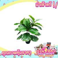 ?สินค้าขายดี? ต้นไทรใบสักประดิษฐ์ 60CM OUTDOOR ตกแต่งทั้งในและนอกอาคาร