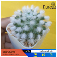 ต้นกระบองเพชร แมมขนแกะ(พันธุ์แท้)Mammillaria bocasana Poselg.#แคสตัส #cactus #Powder Puff Cactus #Powder Puff Pincushion