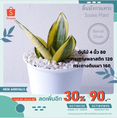 HOT** [ลด30% ใส่ OCTINC30] PRO+++ l ลิ้นมังกรแคระ Snake Plant  80 ส่งด่วน พรรณ ไม้ น้ำ พรรณ ไม้ ทุก ชนิด พรรณ ไม้ น้ำ สวยงาม พรรณ ไม้ มงคล