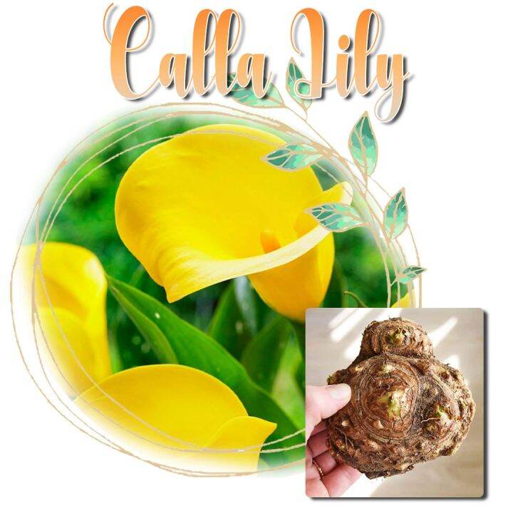 Assorted Calla lily Bulbs Planting Fertilization Indoor Care Symbolic