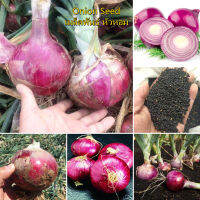 ปลูกง่าย ปลูกได้ทั่วไทย ของแท้ 100% 200pcs เมล็ดพันธุ์ หัวหอม Onion Seed เมล็ดพันธุ์ผัก พันธุ์ไม้หายาก เมล็ด ไม้ประดับ ต้นไม้ฟอกอากาศ บอนไซ Plants Seeds for Home &amp; Garden Planting