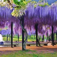 10 เมล็ดพันธุ์ เมล็ด วิสทีเรีย หมายถึง ความมีอายุยืนยาว (Wisteria) Seeds อัตราการงอก 80-85%