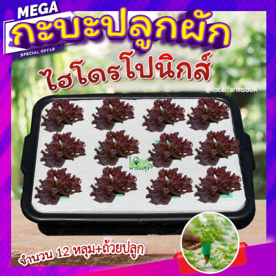 กะบะปลูกผักไฮโดรโปนิกส์ 🍂 ขนาด 12 หลุมพร้อมถ้วยปลูก กระบะปลูกผัก hydroponic ปลูกผักสลัด กระบะปลูกสลัด homes