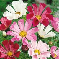 เมล็ดพันธุ์ ดาวกระจาย ซีเซล (SeaShells Cosmos Flower Seed) บรรจุ 30 เมล็ด