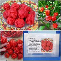 เมล็ดพันธุ์ พริกตรินิแดด สกอร์เปี้ยน มอรูก้า Trinidad Scorpion Moruga Pepper Seed 10 เมล็ด คุณภาพดี ราคาถูก ของแท้