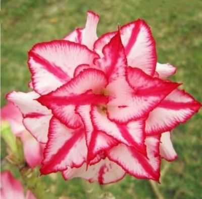 10 เมล็ดพันธุ์ ชวนชม สายพันธุ์ไต้หวัน สีแดง Adenium Seeds กุหลาบทะเลทราย Desert Rose ราชินีบอนไซ มีคู่มือปลูก นำเข้าจากไต้หวัน