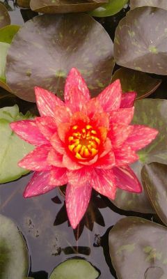 เมล็ดบัว 5 เมล็ด ดอกสีชมพู ดอกใหญ่ ของแท้ 100% เมล็ดพันธุ์บัวดอกบัว ปลูกบัว เม็ดบัว สวนบัว บัวอ่าง Lotus seeds.