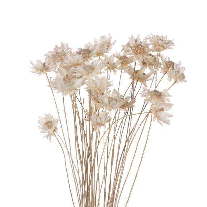 ayiq-flower-shop-ดอกไม้แห้งเล็กๆน้อยๆ-gypsophila-เดซี่ช่อ-diy-ตกแต่งบ้านแจกันการจัดดอกไม้ศิลปะ-deco-ดอกไม้แห้งอุปกรณ์ถ่ายภาพ