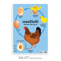 โปสเตอร์ วงจรชีวิตไก่ EA-377 โปสเตอร์พีพี A4 สื่อการเรียนการสอน สื่อการเรียนรู้ ขนาด A4