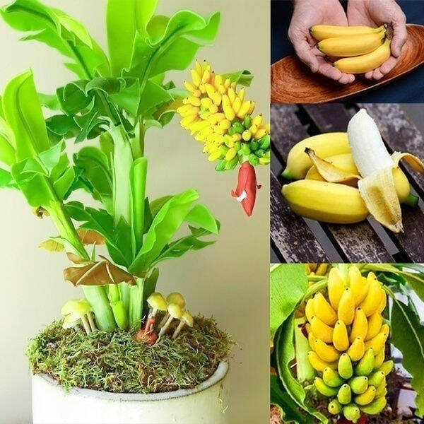 Dwarf Banana Tree Rare Fruit Tree Mini Bonsai Tree Nutrition Non Gmo Plant Home Garden Plants