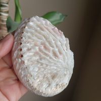 （READYSTOCK ）? Natural Wave Abalone Shell Creative Conch Shell Ornament Decoration Cloth Scenery Shooting Fish Tank Landscape Sea Souvenir YY