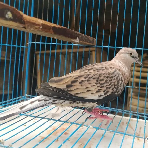 Tekukur derkuku warna leopard gratis ongkir pulau jawa bali madura | Lazada Indonesia