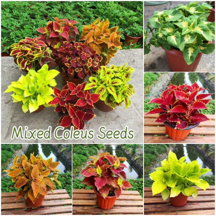 [Easy to grow in the Philippines] Mixed Coleus Seeds for Planting