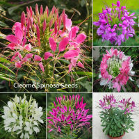 เมล็ด คุณภาพดี ราคาถูก เมล็ดพันธุ์แท้ 100% 200pcs ผักเสี้ยนฝรั่งคละสี Mixcolor Cleome Spinosa Seeds Flower Seeds เมล็ดพันธุ์ดอกไม้ ไม้ประดับ อุปกรณ์ทำสวน ดอกไม้ปลูก จัดสวน ดอกไม้ปลูก บอนไซ แต่งบ้านและสวน Plants Seeds for Home &amp; Garden