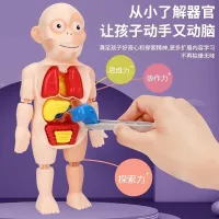 The structural model of the human body can hurt children science and education skeleton skeleton internal anatomical organ medicine early childhood educational toys