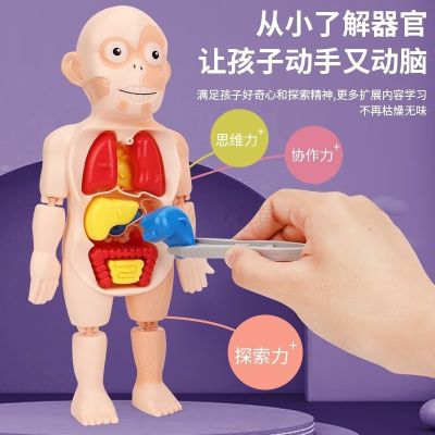The structural model of the human body can hurt children science and education skeleton skeleton internal anatomical organ medicine early childhood educational toys