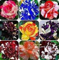 30 เมล็ด เมล็ดพันธุ์ กุหลาบ สตาร์แอนด์สไตร้พส์ Tiger Striped Rose Seed สี ขาว-น้ำเงิน ดอกใหญ่ นำเข้าจากต่างประเทศ Garden Seeds