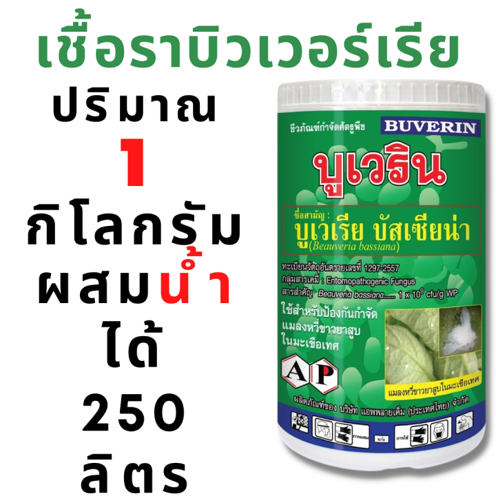 เชื้อราขาว-เชื้อบิวเวอร์เรีย-ป้องกันกำจัด-แมลงปากดูด-แมลงปากกัด-สปอร์ผงพร้อมใช้งาน-ออร์แกนิค-บูเวริน-บูเวเรีย-บัสเซียน่า-beauveria