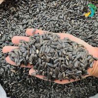 ทานตะวันดำ ฮังการี เม็ดเล็ก อาหารนกแก้วทุกสายพันธุ์ สัตว์ฟันแทะ Black Sunflower Seeds  แบ่งขาย 1 กิโลกรัม
