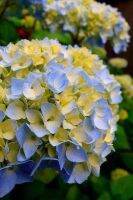 20 เมล็ด เมล็ดไฮเดรนเจีย Hydrangea Seed  เรนโบว์ คละสี ไฮเดรนเยียสายพันธุ์ฝรั่งเศส   อัตราการงอก 70-80% มีคู่มือปลูก