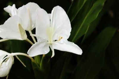 3เหง้า ว่านมหาหงส์ ดอกสีขาว เหง้าใหญ่ พร้อมปลูก สดๆ Hedychium coronarium J.Koenig