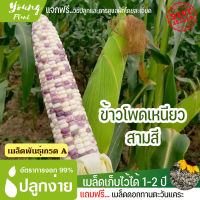 เมล็ดพันธุ์ข้าวโพดเหนียวสามสี 40 เมล็ด อัตราการงอก95% ปลูกง่าย โตไว (แถมฟรี เมล็ดดอกทานะตะวันจิ๋ว)