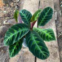 ( Pro+++ ) สุดคุ้ม คล้ารุ่คล้ารุ่งโรจน์, วอร์สซีวิกอาย, โรสคาลาเทีย  Rose Calathea ราคาคุ้มค่า พรรณ ไม้ น้ำ พรรณ ไม้ ทุก ชนิด พรรณ ไม้ น้ำ สวยงาม พรรณ ไม้ มงคล