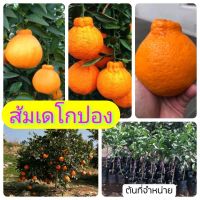 ( PRO+++ ) โปรแน่น.. ส้มเดโกปอง เสียบยอด สูง 30-40 ซม. ราคาสุดคุ้ม พรรณ ไม้ น้ำ พรรณ ไม้ ทุก ชนิด พรรณ ไม้ น้ำ สวยงาม พรรณ ไม้ มงคล