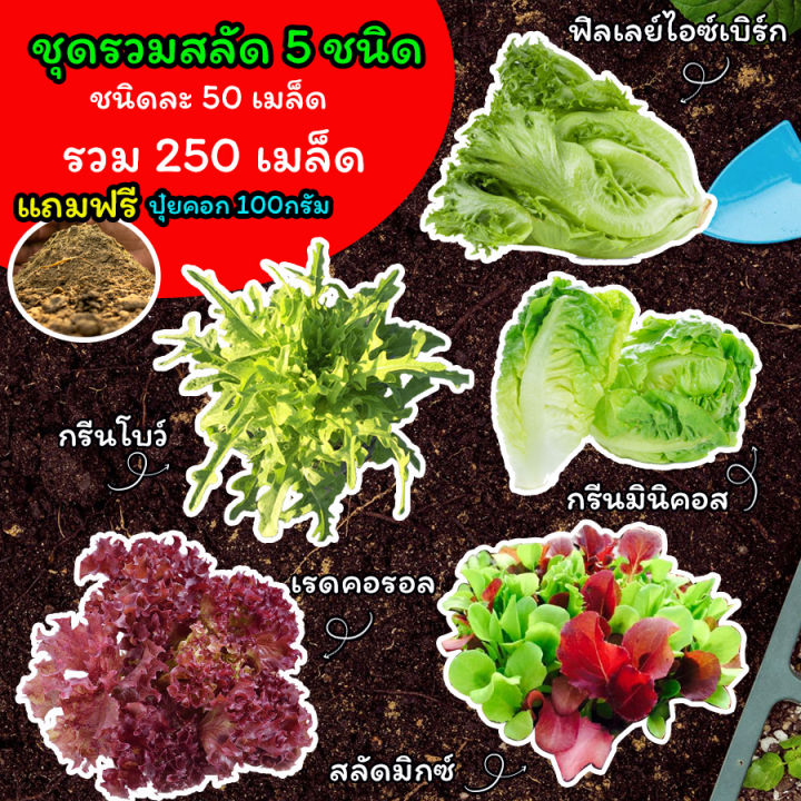 ผักสลัด-แถมปุ๋ยฟรี-เมล็ดสลัด-5-ชนิด-เมล็ดผักสลัด-เมล็ดพันธุ์ผักสลัด-ไฮโดรโปนิกส์-รวม-250-เมล็ด-homes