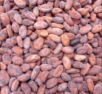 โกโก้ดิบแห้ง เมล็ดโกโก้ Dried Cacao Bean คาเคา บีน (SAKAEO-Origin) 100-500 กรัม