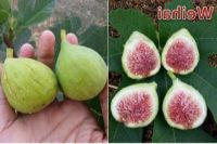 Figs ต้นมะเดื่อฝรั่ง พันธุ์ Weihai (เหวยไห่) อร่อย หวาน หอมมากๆ ต้นสมบูรณ์มาก รากแน่นๆ จัดส่งพร้อมกระถาง 6 นิ้ว ลำต้นสูง 45-50 ซม