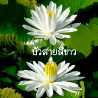 บัวขาว หัวบัวขาวพร้อมงอก?ถูกที่สุด25บ.?หัวบัขาวพร้อมงอก 1 หัว?ปลูกง่าย?งอกได้15-20ต้น/หัว?ปลูกทานต้นอ่อน?ปลูกประดับได้