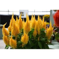 เมล็ดพันธุ์ ดอก สร้อยไก่ สีเหลือง ( Celosia Plumos Seed ) บรรจุ 100 เมล็ด ความสูงประมาณ 15-20 ซม.