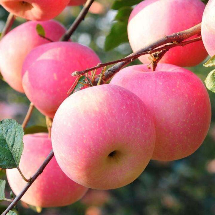 [Easy To Grow] Dwarf Apple Tree Seeds for Planting Benih Pokok Epal