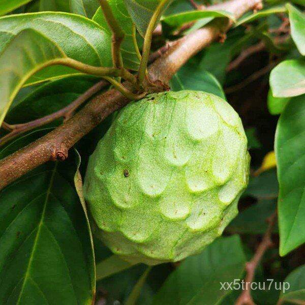 Giant Spanish Atis Seeds- Cherimoya Custard Apple Seeds - Cherimoya ...