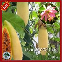 5 เมล็ด เสาวรสกล้วย  Banana Passionfruit เมล็ดเสาวรสกล้วย เมล็ดเสาวรส เมล็ดพันธุ์เสาวรส เสาวรส