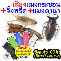 เสียงต่อแมงกระชอน+จิ้งหรีด+แมงดานา เมม/แฟลชไดร์ฟแมงจีซอนจิ้งหรีดแมงดานา มีเก็บเงินปลายทาง ชัดแจ๋ว100% ไม่มีโฆษณาแทรก (MP3 เสียงต่อสัตว์)