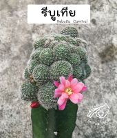 rebutia รีบูเทีย ริบูเทีย ซัลคอร์รีบูเทีย ซัลโครีบูเทีย ดอกชมพู carnival ซัลคอรีบูเทีย sulcorebutia กระบองเพชร แคคตัส