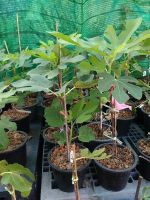 ต้นมะเดื่อพันธุ์ Bayer Violeta Figs Plantขนาด 6นิ้ว ลำต้นสูง 45-50 ซม (ทาบกิ่ง แข็งแรง)