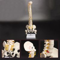 45cm Flexible 1:1 Adult Lumbar Bend Spine Model Humans Skeleton Model with Spinal Disc Pelvis Model Used for Massage yoga Etc.