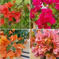 พร้อมสต็อกประเทศไทย Mixed Multi-Color Bougainvillea Sapling / Anak Pokok Bunga Kertas (Live Plant) ดอกไม้ปลูก เมล็ดพันธุ์ผัก ไม้ประดับ ต้นไม้มงคลแคระ เมล็ดพันดอกไม้ บอนไซ เมล็ดดอกไม้ บอนไซ ต้นไม้