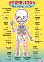 โปสเตอร์ โครงกระดูกของฉัน #EP-480 โปสเตอร์พลาสติก PP สื่อการเรียนการสอน สื่อการเรียนรู้ (จำนวน 1 แผ่น)