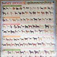 โปสเตอร์แสดงภาพ MY DOG สุนัขของฉัน Poster MY DOG Size/ขนาด กว้าง22นิ้ว สูง32นิ้ว