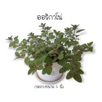 ( PRO+++ ) โปรแน่น.. ออริกาโน่ #Oregano กระถาง 4 นิ้ว ราคาสุดคุ้ม พรรณ ไม้ น้ำ พรรณ ไม้ ทุก ชนิด พรรณ ไม้ น้ำ สวยงาม พรรณ ไม้ มงคล