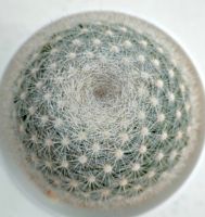 กระบองเพชร Mammillaria Candida  snow ball  แมมแคนดิด้า สโนว์บอล ต้นใหญ่ อ้วนกลม