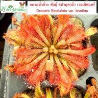 ต้นหยาดน้ำค้าง Drosera Spatulata var. lovellae (พันธุ์ สปาตูลาต้า เวอเลิฟแลร์) (ส่งทั้งกระถาง 3 นิ้ว) พืชดักจับแมลง น้ำหยาดเยื้ม สวยงาม ชอบความชื้นมาก