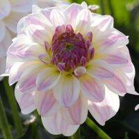 1 หัว/ออเดอร์ รักเร่ Dahlia Bulb สายพันธุ์ Monet หัวรักเร่ ดอกไม้ หัวหน่อ เหง้า นำเข้า เนเธอร์แลน หัวสดใหม่